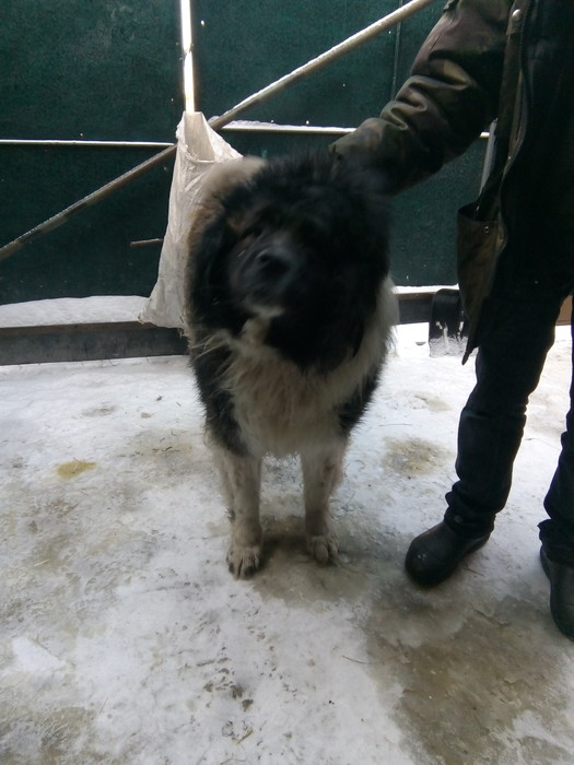 Caucasian Shepherd Dog found in Yekaterinburg - My, Found a dog, Yekaterinburg, Berezovsky, Dog, No rating