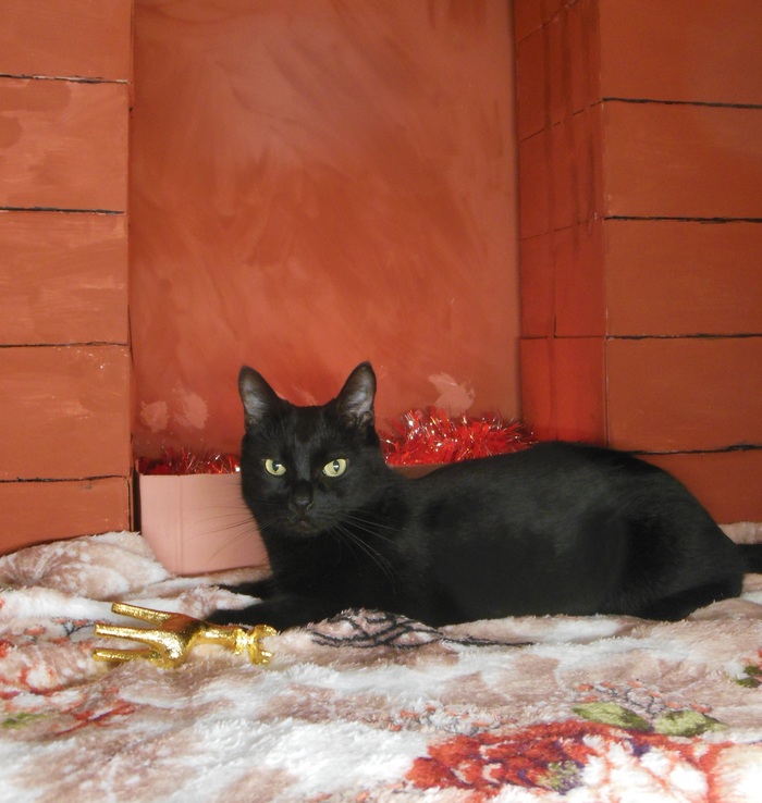 This is Kostya. He is 10 years old. He loves to be photographed very much. - My, cat, New Year, The photo