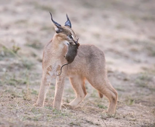 Caracal - cat, Caracal, Animals, Longpost