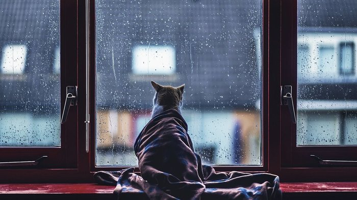 And somewhere New Year and guests, but I'm not there - New Year, 2018, Despondency, Sadness, Sadness, , cat, Window, Does not matter
