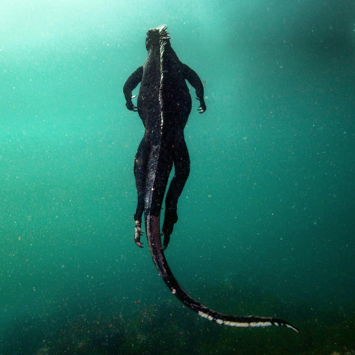 Морская игуана во плоти