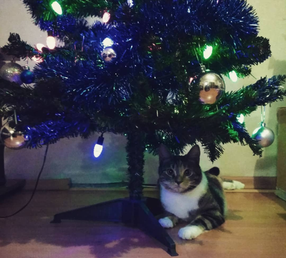 An answer has been found to the age-old question - why do cats gnaw on Christmas trees! - My, New Year, cat, Christmas tree, Longpost