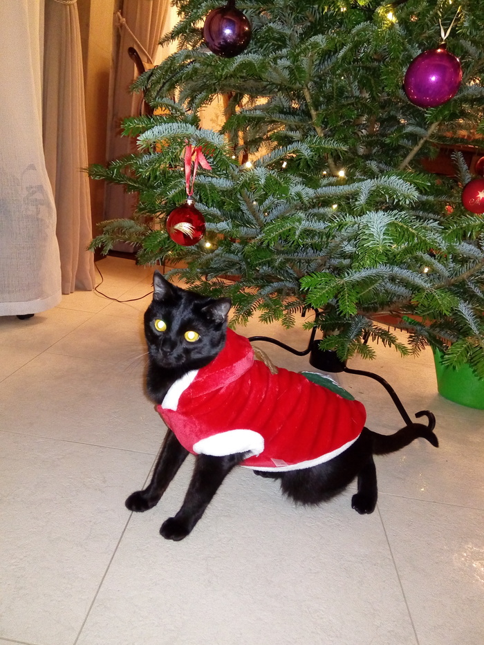 Happy New Year to all))) - My, cat, Joseottomoris, , Catomafia, Longpost