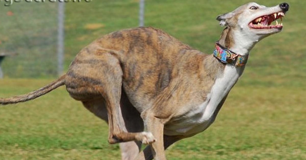 уиппет борзые собаки. скорость бега собаки. самая быстрая собака. быстрые собаки. грейхаунд скорость бега.