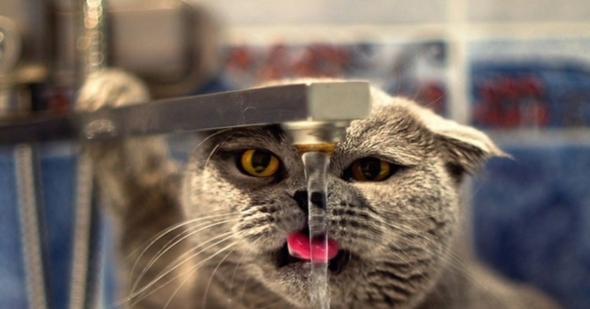 День сушняка. Сушняк смешно. Кот и жара. День сушняка. День сушняка.