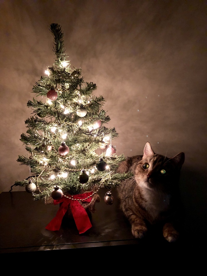 New Year's striped tail - My, cat, New Year, Christmas trees, Lights, Longpost