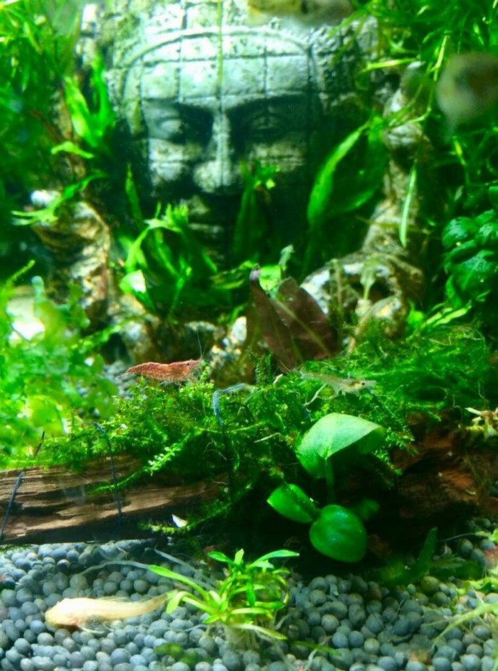 С новым годом аквасекта)