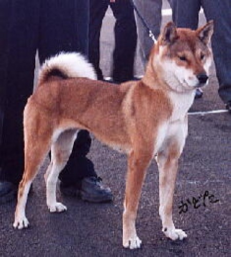 Породы коренных японских собак Собака, Япония, Породы собак, Интересное, Длиннопост