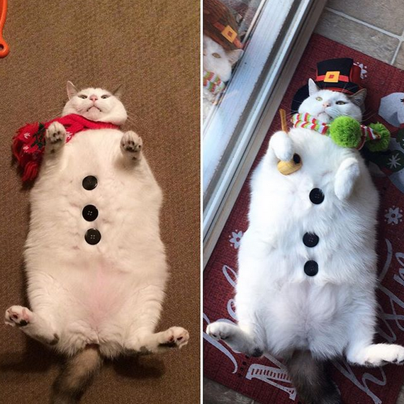 Cat - Reddit, cat, Catomafia, snowman