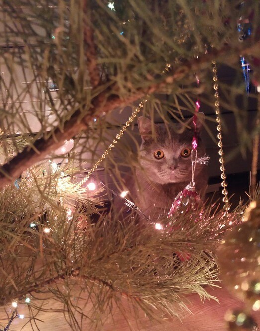 Happy New Year! - My, cat, Christmas tree, Christmas trees, Scotsman