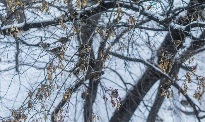 Sparrows are hungry - My, The photo, Sparrow, Longpost