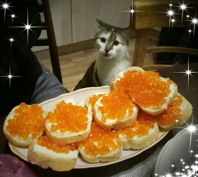 How? Isn't that for me?! - My, cat, New Year, Caviar, Holidays