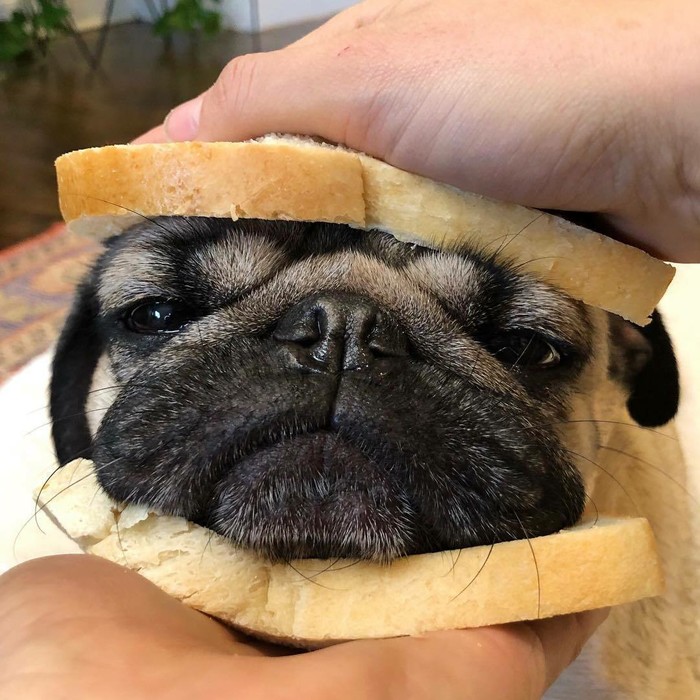 Buttermops - Pug, A sandwich, Dog, Milota