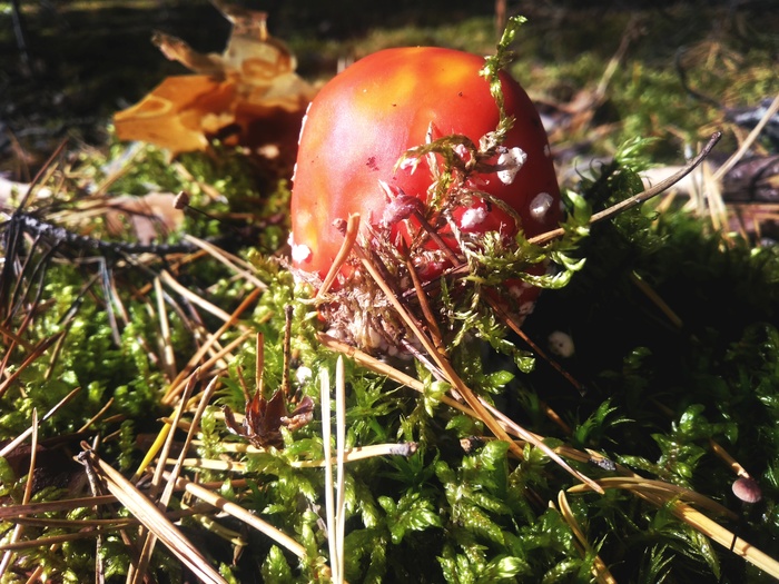 Autumn, mushroom, fishing - Mushrooms, My, Longpost, Fishing, Duck, Autumn