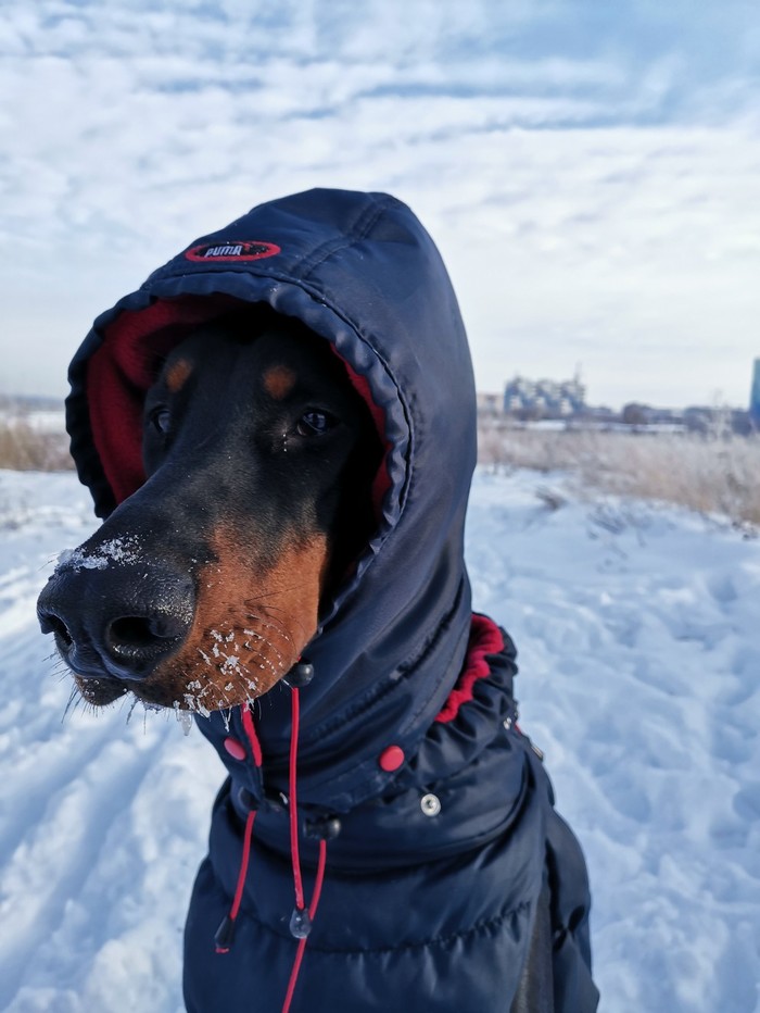 When a good boy is a polar explorer - My, Dog, Winter, Huawei mate 20