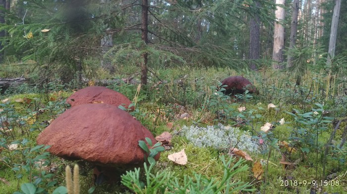 Whites in the forest - Silent hunt, Mushrooms, Forest, Nostalgia