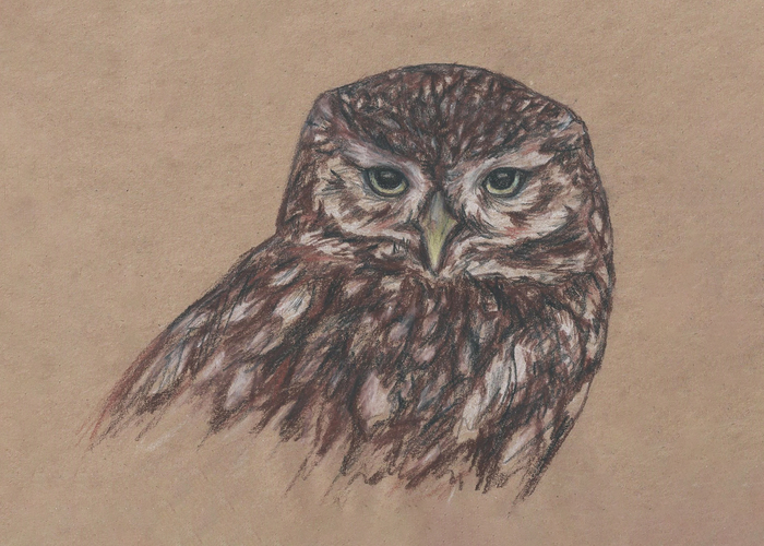 Sychik - My, Drawing, Owl, Owl, Birds, chalk, Sepia, Pencil drawing