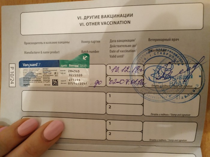 французский бульдог день рождения. Смотреть фото французский бульдог день рождения. Смотреть картинку французский бульдог день рождения. Картинка про французский бульдог день рождения. Фото французский бульдог день рождения