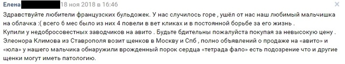 французский бульдог день рождения. Смотреть фото французский бульдог день рождения. Смотреть картинку французский бульдог день рождения. Картинка про французский бульдог день рождения. Фото французский бульдог день рождения