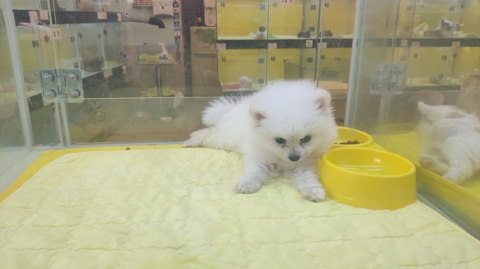 Pet stores in Seoul, South Korea - My, Pet Shop, Seoul, South Korea, Dennygo, , Kittens, Puppies, Video