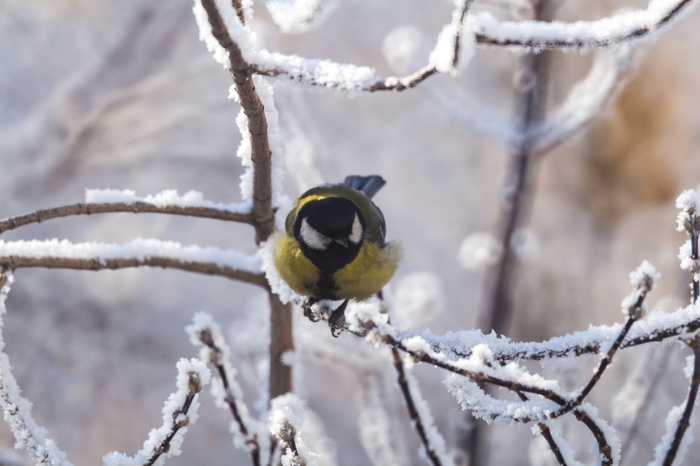 From a cannon to sparrows - My, The photo, Nature, Birds, freezing, Frost, Longpost