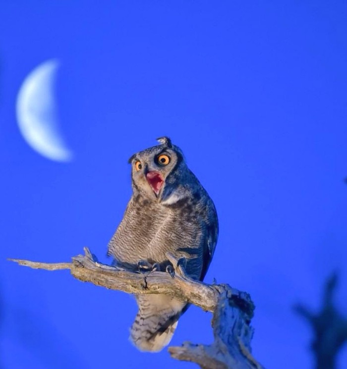 When the sleep pattern finally went astray - Birds, Owl, Positive