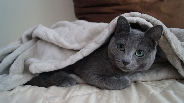 Gray - My, cat, The photo