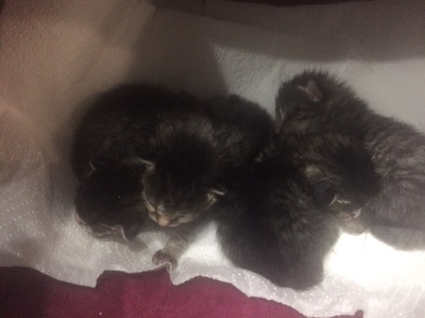 Help with kittens! Tyumen! - Tyumen, No rating, Help, Kittens, cat, In good hands, Helping animals