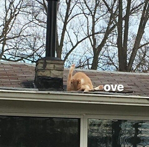 Love - Love, Animals, cat