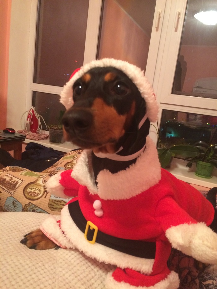 holiday dachshund - Dog, My, Dachshund, The photo, Dog days