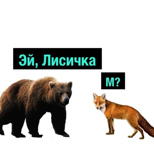 Polkol - Longpost, Fox, The Bears, Humor, Bad humor