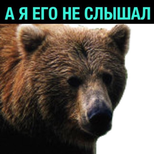 Polkol - Fox, The Bears, Humor, Bad humor, Longpost