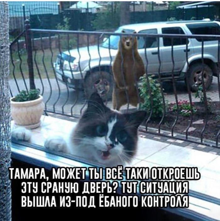 Tamara, open the door - In contact with, Humor, Mat, Animals, The Bears, cat