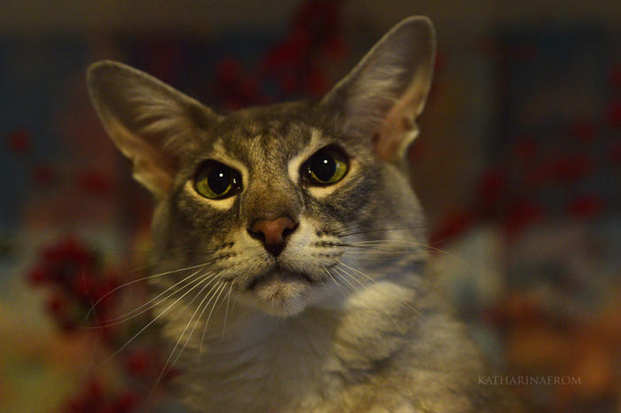 Christmas tree hypnosis - My, The photo, cat, , New Year