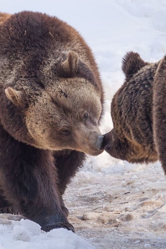 bear kiss - The photo, Bear, Kiss, Animals, The Bears