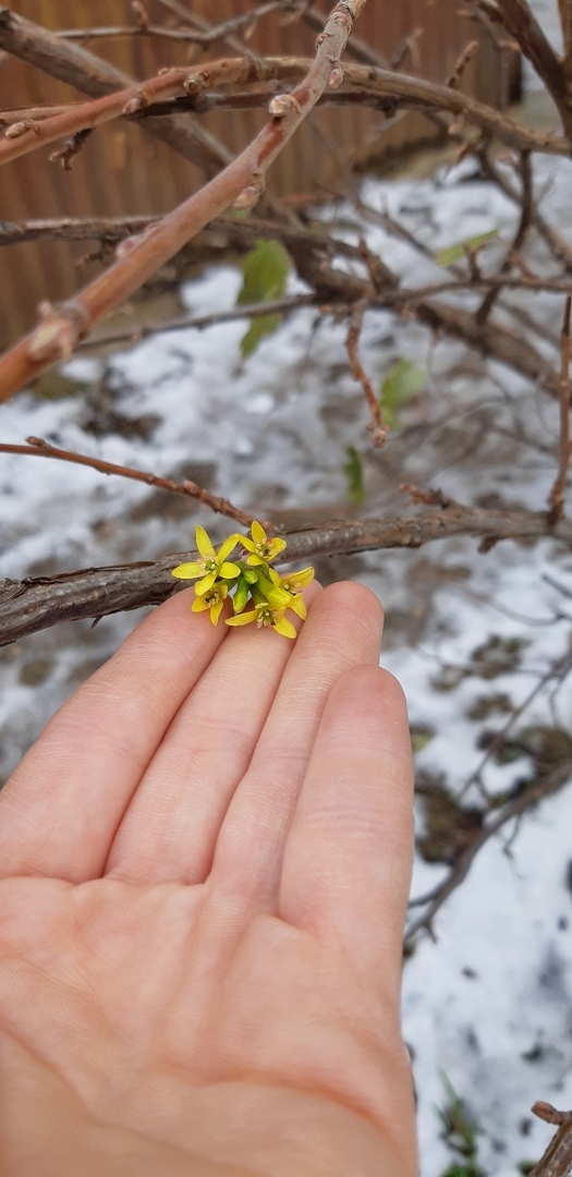 Крым, Феодосия, расцвел кизил