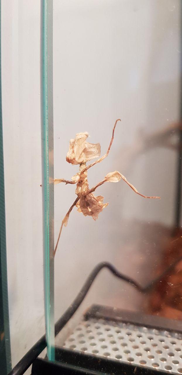 How the praying mantis turned out to be a good pet - My, Insects, Mantis, , Content, Animals, Pet, Longpost, Pets