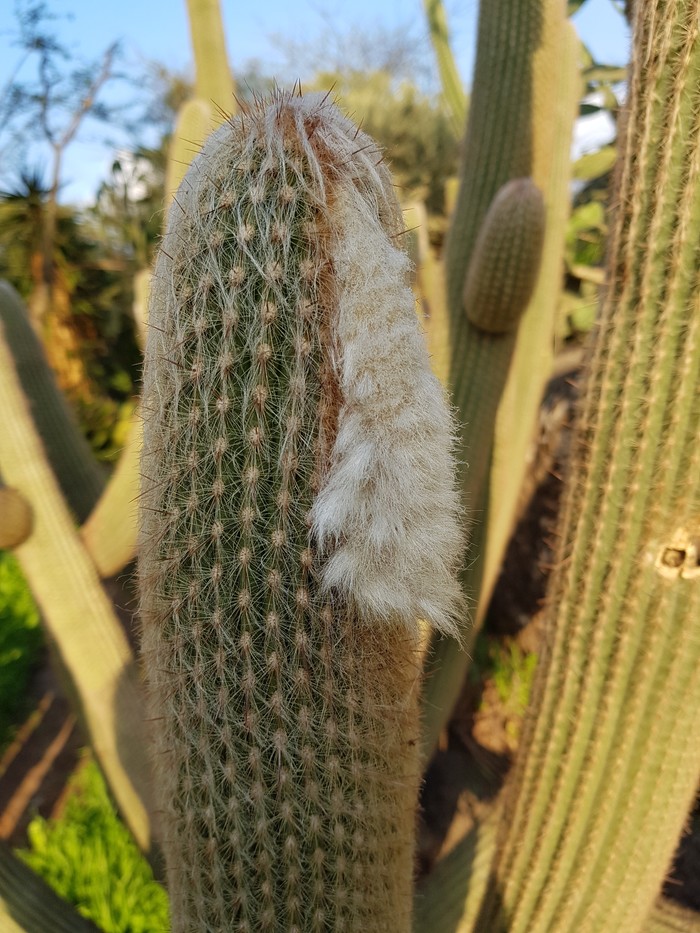 Question for botanists. - My, Cactus, Question
