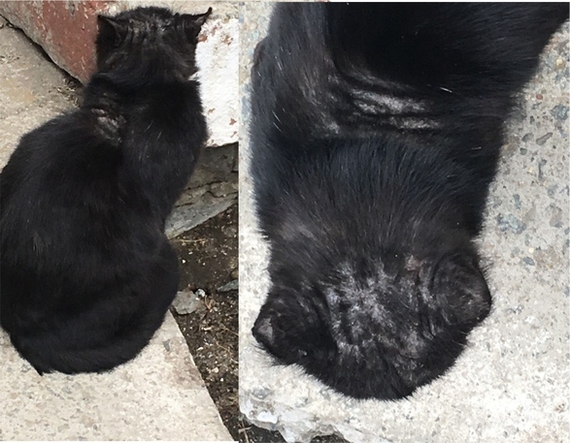 Mori or a cat with a surprise - My, Three Comrades Shelter, Chelyabinsk, Animal shelter, cat, Catomafia, Real life story, No rating, Longpost