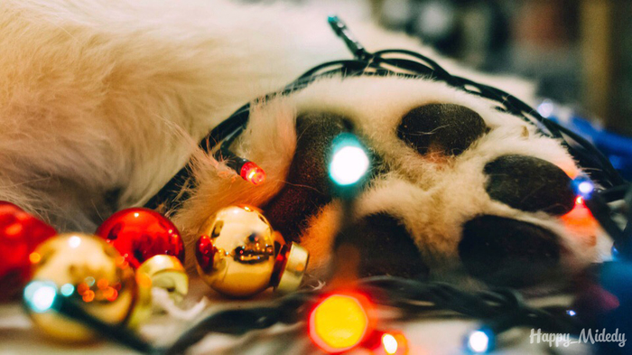 New Year's paw - My, Samoyed, New Year, Dog