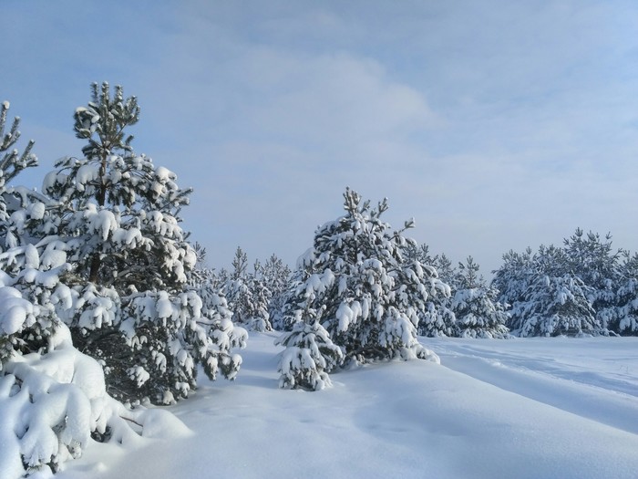 Hello from the Christmas forest! - My, Forest, beauty of nature