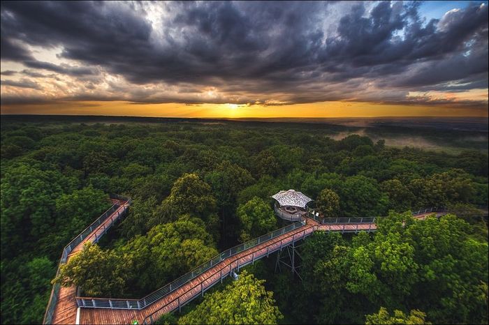 Walk above the trees - The park, Tree, Forest