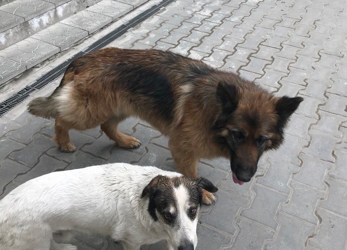 The dog is gone. Rostov-on-Don. - My, Rostov-on-Don, The dog is missing, The strength of the Peekaboo, Reward, Pet, Longpost, Dog, No rating, Pets