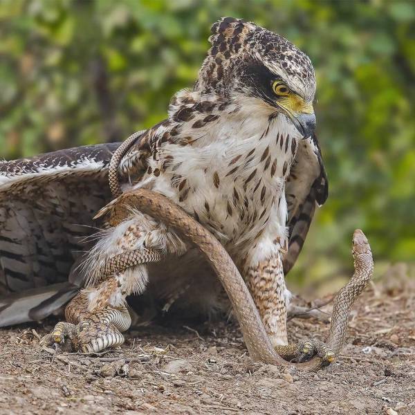 Lunch battle - Eagle, Snake, Dinner, The photo, Nature