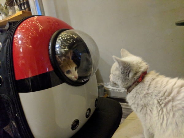 Houston, we have a problem - cat, Backpack