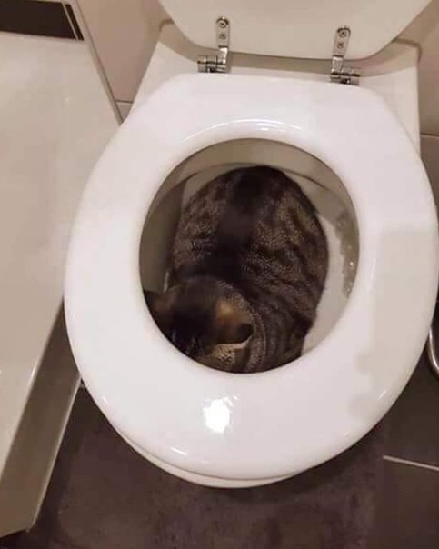 Animals and bathroom - My, cat, Combined bathroom