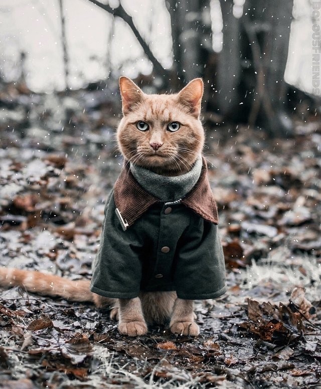 cat in a coat - cat, Autumn