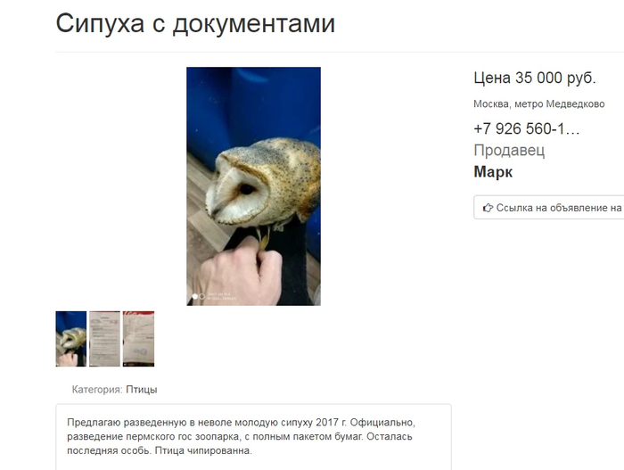 камышовка садовая чем кормить. Смотреть фото камышовка садовая чем кормить. Смотреть картинку камышовка садовая чем кормить. Картинка про камышовка садовая чем кормить. Фото камышовка садовая чем кормить