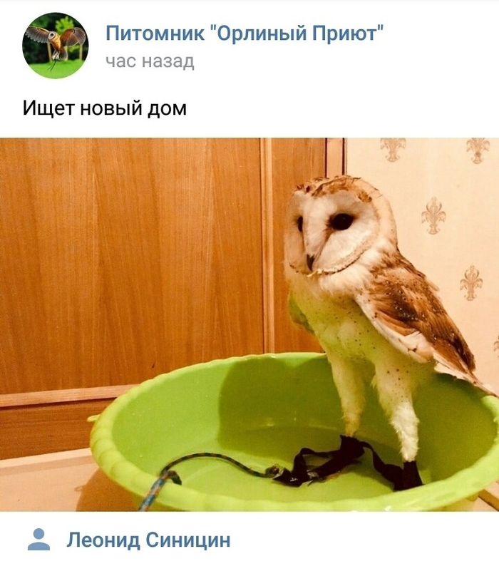 камышовка садовая чем кормить. Смотреть фото камышовка садовая чем кормить. Смотреть картинку камышовка садовая чем кормить. Картинка про камышовка садовая чем кормить. Фото камышовка садовая чем кормить