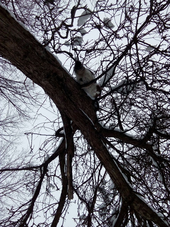 Cat on a tree - Snow, Tree, cat